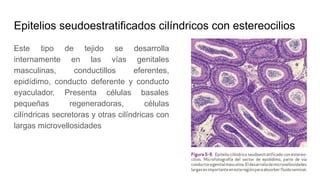 Epitelios seudoestratificados cilíndricos con estereocilios
Este tipo de tejido se desarrolla
internamente en las vías genitales
masculinas, conductillos eferentes,
epidídimo, conducto deferente y conducto
eyaculador. Presenta células basales
pequeñas regeneradoras, células
cilíndricas secretoras y otras cilíndricas con
largas microvellosidades
 