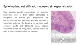 Epitelio plano estratificado mucoso o sin especialización
Este epitelio puede encontrarse en regiones
húmedas, que si bien están sometidas a
desgaste, no sufren por desecación. Se
encuentran núcleos celulares en relación con la
superficie externa. Se localiza en cavidad oral,
esófago, parte del conducto anal, vagina,
exocérvix, parte de conjuntiva, porción distal de
uretra, vestíbulo de cavidades nasales
 