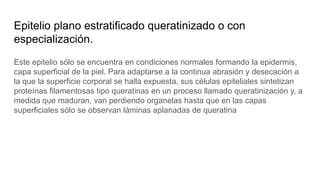 Epitelio plano estratificado queratinizado o con
especialización.
Este epitelio sólo se encuentra en condiciones normales formando la epidermis,
capa superficial de la piel. Para adaptarse a la continua abrasión y desecación a
la que la superficie corporal se halla expuesta, sus células epiteliales sintetizan
proteínas filamentosas tipo queratinas en un proceso llamado queratinización y, a
medida que maduran, van perdiendo organelas hasta que en las capas
superficiales sólo se observan láminas aplanadas de queratina
 
