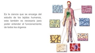 Es la ciencia que se encarga del
estudio de los tejidos humanos,
esta también es necesaria para
poder entender el funcionamiento
de todos los órganos
 