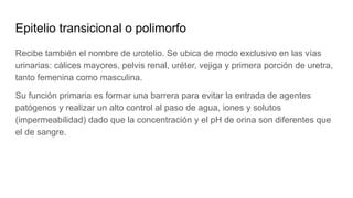 Epitelio transicional o polimorfo
Recibe también el nombre de urotelio. Se ubica de modo exclusivo en las vías
urinarias: cálices mayores, pelvis renal, uréter, vejiga y primera porción de uretra,
tanto femenina como masculina.
Su función primaria es formar una barrera para evitar la entrada de agentes
patógenos y realizar un alto control al paso de agua, iones y solutos
(impermeabilidad) dado que la concentración y el pH de orina son diferentes que
el de sangre.
 