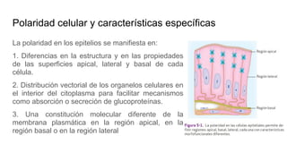 Polaridad celular y características específicas
La polaridad en los epitelios se manifiesta en:
1. Diferencias en la estructura y en las propiedades
de las superficies apical, lateral y basal de cada
célula.
2. Distribución vectorial de los organelos celulares en
el interior del citoplasma para facilitar mecanismos
como absorción o secreción de glucoproteínas.
3. Una constitución molecular diferente de la
membrana plasmática en la región apical, en la
región basal o en la región lateral
 