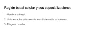 Región basal celular y sus especializaciones
1. Membrana basal.
2. Uniones adherentes o uniones célula-matriz extracelular.
3. Pliegues basales.
 