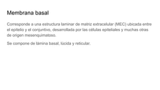 Membrana basal
Corresponde a una estructura laminar de matriz extracelular (MEC) ubicada entre
el epitelio y el conjuntivo, desarrollada por las células epiteliales y muchas otras
de origen mesenquimatoso.
Se compone de lámina basal, lúcida y reticular.
 