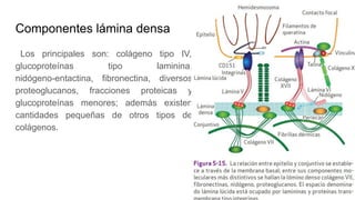 Componentes lámina densa
Los principales son: colágeno tipo IV,
glucoproteínas tipo laminina,
nidógeno-entactina, fibronectina, diversos
proteoglucanos, fracciones proteicas y
glucoproteínas menores; además existen
cantidades pequeñas de otros tipos de
colágenos.
 