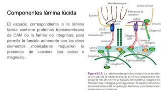 Componentes lámina lúcida
El espacio correspondiente a la lámina
lúcida contiene proteínas transmembrana
de CAM de la familia de integrinas; para
permitir la función adherente con los otros
elementos moleculares requieren la
presencia de cationes tipo calcio o
magnesio.
 