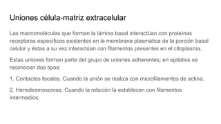 Uniones célula-matriz extracelular
Las macromoléculas que forman la lámina basal interactúan con proteínas
receptoras específicas existentes en la membrana plasmática de la porción basal
celular y éstas a su vez interactúan con filamentos presentes en el citoplasma.
Estas uniones forman parte del grupo de uniones adherentes; en epitelios se
reconocen dos tipos:
1. Contactos focales. Cuando la unión se realiza con microfilamentos de actina.
2. Hemidesmosomas. Cuando la relación la establecen con filamentos
intermedios.
 