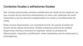 Contactos focales o adhesiones focales
Son vínculos estructurales celulares establecidos por medio de las integrinas, las
que a través de sus dominios extracelulares se unen a las moléculas de matriz
extracelular y por los dominios citoplasmáticos se anclan a microfilamentos de
actina.
Estas uniones desempeñan una importante función de soporte al estrés por
tensión de las células al translucir señales mecánicas externas en señales
bioquímicas internas y favorecer la migración celular en procesos de
diferenciación, migración y proliferación, todos importantes para la cicatrización y
embriogénesis.
 