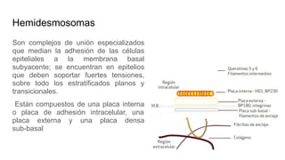 Hemidesmosomas
Son complejos de unión especializados
que median la adhesión de las células
epiteliales a la membrana basal
subyacente; se encuentran en epitelios
que deben soportar fuertes tensiones,
sobre todo los estratificados planos y
transicionales.
Están compuestos de una placa interna
o placa de adhesión intracelular, una
placa externa y una placa densa
sub-basal
 
