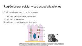Región lateral celular y sus especializaciones
Conformado por tres tipos de uniones:
1. Uniones excluyentes o estrechas.
2. Uniones adherentes.
3. Uniones comunicantes o tipo gap.
 
