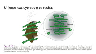 Uniones excluyentes o estrechas
 