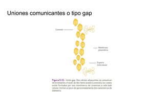 Uniones comunicantes o tipo gap
 