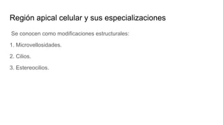 Región apical celular y sus especializaciones
Se conocen como modificaciones estructurales:
1. Microvellosidades.
2. Cilios.
3. Estereocilios.
 