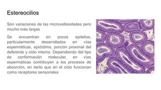 Estereocilios
Son variaciones de las microvellosidades pero
mucho más largas
Se encuentran en pocos epitelios,
particularmente desarrollados en vías
espermáticas, epidídimo, porción proximal del
deferente y oído interno. Dependiendo del tipo
de conformación molecular, en vías
espermáticas contribuyen a los procesos de
absorción, en tanto que en el oído funcionan
como receptores sensoriales
 
