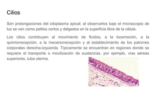 Cilios
Son prolongaciones del citoplasma apical; al observarlos bajo el microscopio de
luz se ven como pelitos cortos y delgados en la superficie libre de la célula.
Los cilios contribuyen al movimiento de fluidos, a la locomoción, a la
quimiorrecepción, a la mecanorrecepción y al establecimiento de los patrones
corporales derecha-izquierda. Típicamente se encuentran en regiones donde se
requiere el transporte o movilización de sustancias, por ejemplo, vías aéreas
superiores, tuba uterina.
 