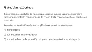 Glándulas exócrinas
Se consideran glándulas de naturaleza exocrina cuando la porción secretora
mantiene el contacto con el epitelio de origen. Esta conexión recibe el nombre de
conducto.
Los criterios de clasificación de las glándulas exocrinas pueden ser:
1) morfológicos,
2) por mecanismos de secreción
3) por naturaleza de la secreción. Ninguno de estos criterios es excluyente.
 