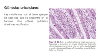 Glándulas unicelulares
Las caliciformes son el único ejemplo
de este tipo que se encuentra en el
humano. Son células epiteliales
cilíndricas modificadas
 