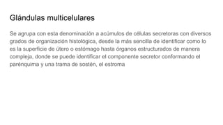 Glándulas multicelulares
Se agrupa con esta denominación a acúmulos de células secretoras con diversos
grados de organización histológica, desde la más sencilla de identificar como lo
es la superficie de útero o estómago hasta órganos estructurados de manera
compleja, donde se puede identificar el componente secretor conformando el
parénquima y una trama de sostén, el estroma
 