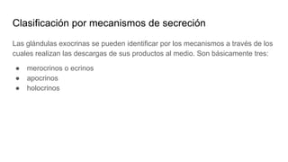 Clasificación por mecanismos de secreción
Las glándulas exocrinas se pueden identificar por los mecanismos a través de los
cuales realizan las descargas de sus productos al medio. Son básicamente tres:
● merocrinos o ecrinos
● apocrinos
● holocrinos
 