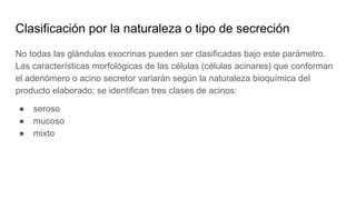 Clasificación por la naturaleza o tipo de secreción
No todas las glándulas exocrinas pueden ser clasificadas bajo este parámetro.
Las características morfológicas de las células (células acinares) que conforman
el adenómero o acino secretor variarán según la naturaleza bioquímica del
producto elaborado; se identifican tres clases de acinos:
● seroso
● mucoso
● mixto
 