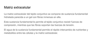 Matriz extracelular
La matriz extracelular del tejido conjuntivo se compone de sustancia fundamental
hidratada parecida a un gel con fibras inmersas en ella.
Esta sustancia fundamental le permite al tejido conjuntivo resistir fuerzas de
compresión, mientras que las fibras soportan las fuerzas de tensión.
El agua de la sustancia fundamental permite el rápido intercambio de nutrientes y
metabolitos entre las células y la matriz extracelular.
 