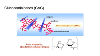 Glucosaminicanos (GAG)
 