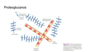 Proteoglucanos
 