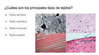 ¿Cuáles son los principales tipos de tejidos?
● Tejido nervioso
● Tejido conectivo
● Tejido muscular
● Tejido epitelial
 