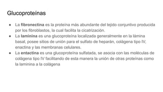 Glucoproteínas
● La fibronectina es la proteína más abundante del tejido conjuntivo producida
por los fibroblastos, la cual facilita la cicatrización.
● La laminina es una glucoproteína localizada generalmente en la lámina
basal, posee sitios de unión para el sulfato de heparán, colágena tipo IV,
enactina y las membranas celulares.
● La entactina es una glucoproteína sulfatada, se asocia con las moléculas de
colágena tipo IV facilitando de esta manera la unión de otras proteínas como
la laminina a la colágena
 