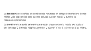 La tenascina se expresa en condiciones naturales en el tejido embrionario donde
marca vías específicas para que las células puedan migrar y durante la
reparación de heridas
La condronectina y la osteonectina están presentes en la matriz extracelular
del cartílago y el hueso respectivamente, y ayudan a fijar a las células a su matriz.
 