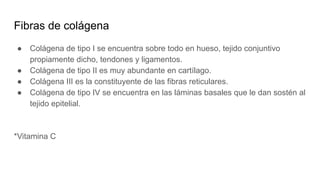 Fibras de colágena
● Colágena de tipo I se encuentra sobre todo en hueso, tejido conjuntivo
propiamente dicho, tendones y ligamentos.
● Colágena de tipo II es muy abundante en cartílago.
● Colágena III es la constituyente de las fibras reticulares.
● Colágena de tipo IV se encuentra en las láminas basales que le dan sostén al
tejido epitelial.
*Vitamina C
 