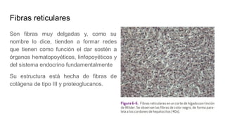 Fibras reticulares
Son fibras muy delgadas y, como su
nombre lo dice, tienden a formar redes
que tienen como función el dar sostén a
órganos hematopoyéticos, linfopoyéticos y
del sistema endocrino fundamentalmente
Su estructura está hecha de fibras de
colágena de tipo III y proteoglucanos.
 