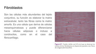 Fibroblastos
Son las células más abundantes del tejido
conjuntivo, su función es elaborar la matriz
extracelular, tanto las fibras como la matriz
amorfa. Es una célula que deriva de células
mesenquimatosas y puede diferenciarse
hacia células adiposas o incluso a
condrocitos, como en el caso del
fibrocartílago.
 