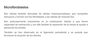 Microfibroblastos
Son células también derivadas de células mesenquimatosas, que comparten
estructura y función con los fibroblastos y las células de músculo liso.
Son particularmente importantes en la cicatrización debido a que tienen
capacidad de contracción y con ello facilitan la reparación de la herida al ayudar a
aproximar los bordes.
También se han observado en el ligamento periodontal y se postula que
favorecen la erupción de los dientes.
 