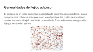 Generalidades del tejido adiposo
El adiposo es un tejido conjuntivo especializado con irrigación abundante, cuyos
componentes celulares principales son los adipocitos, los cuales se mantienen
unidos formando el tejido mediante una malla de fibras reticulares (colágena tipo
III) que les brindan sostén.
 