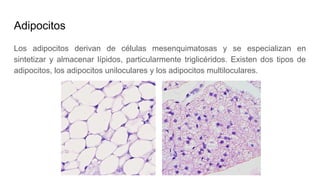 Adipocitos
Los adipocitos derivan de células mesenquimatosas y se especializan en
sintetizar y almacenar lípidos, particularmente triglicéridos. Existen dos tipos de
adipocitos, los adipocitos uniloculares y los adipocitos multiloculares.
 