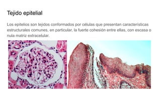 Tejido epitelial
Los epitelios son tejidos conformados por células que presentan características
estructurales comunes, en particular, la fuerte cohesión entre ellas, con escasa o
nula matriz extracelular.
 