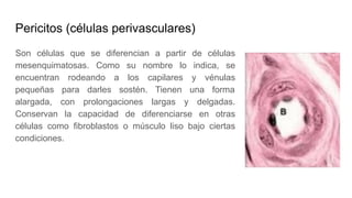 Pericitos (células perivasculares)
Son células que se diferencian a partir de células
mesenquimatosas. Como su nombre lo indica, se
encuentran rodeando a los capilares y vénulas
pequeñas para darles sostén. Tienen una forma
alargada, con prolongaciones largas y delgadas.
Conservan la capacidad de diferenciarse en otras
células como fibroblastos o músculo liso bajo ciertas
condiciones.
 