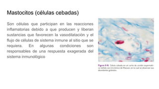 Mastocitos (células cebadas)
Son células que participan en las reacciones
inflamatorias debido a que producen y liberan
sustancias que favorecen la vasodilatación y el
flujo de células de sistema inmune al sitio que se
requiera. En algunas condiciones son
responsables de una respuesta exagerada del
sistema inmunológico
 