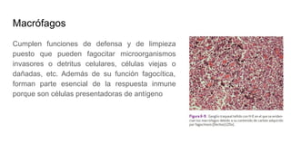 Macrófagos
Cumplen funciones de defensa y de limpieza
puesto que pueden fagocitar microorganismos
invasores o detritus celulares, células viejas o
dañadas, etc. Además de su función fagocítica,
forman parte esencial de la respuesta inmune
porque son células presentadoras de antígeno
 