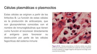 Células plasmáticas o plasmocitos
Estas células se originan a partir de los
linfocitos B. La función de estas células
es la producción de anticuerpos, que
son glucoproteínas conocidas con el
nombre de inmunoglobulinas que tienen
como función el reconocer directamente
al antígeno para favorecer su
destrucción por parte de las células
fagocíticas del sistema inmune
 