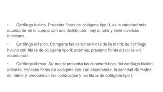 • Cartílago hialino. Presenta fibras de colágena tipo II, es la variedad más
abundante en el cuerpo con una distribución muy amplia y tiene diversas
funciones.
• Cartílago elástico. Comparte las características de la matriz de cartílago
hialino con fibras de colágena tipo II; además, presenta fibras elásticas en
abundancia.
• Cartílago fibroso. Su matriz presenta las características del cartílago hialino;
además, contiene fibras de colágena tipo I en abundancia, la cantidad de matriz
es menor y predominan los condrocitos y las fibras de colágena tipo I.
 