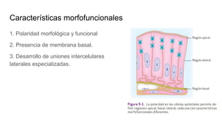 Características morfofuncionales
1. Polaridad morfológica y funcional
2. Presencia de membrana basal.
3. Desarrollo de uniones intercelulares
laterales especializadas.
 