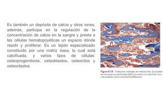 Es también un depósito de calcio y otros iones;
además, participa en la regulación de la
concentración de calcio en la sangre y presta a
las células hematopoyéticas un espacio dónde
residir y proliferar. Es un tejido especializado
constituido por una matriz ósea, la cual está
calcificada, y varios tipos de células:
osteoprogenitoras, osteoblastos, osteocitos y
osteoclastos
 