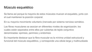 Músculo esquelético
Se llama así porque la mayoría de estos músculos mueven al esqueleto, junto con
el cual mantienen la posición corporal.
En su mayoría movimiento voluntario (inervado por sistema nervioso somático.
Las fibras musculares se asocian en diferentes niveles de organización, los
cuales están separados entre ellos por cubiertas de tejido conjuntivo
denominadas: epimisio, perimisio y endomisio
Es importante destacar que la fibra muscular es la mínima unidad estructural y
funcional del músculo esquelético, y corresponde una célula larga y multinucleada
 