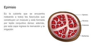 Epimisio
Es la cubierta que se encuentra
rodeando a todos los fascículos que
constituyen un músculo y está formada
por tejido conjuntivo denso; además,
por esta capa ingresa la inervación y la
irrigación
 
