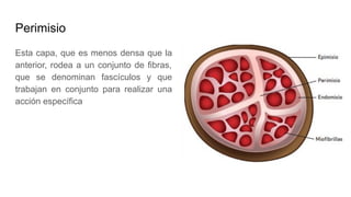 Perimisio
Esta capa, que es menos densa que la
anterior, rodea a un conjunto de fibras,
que se denominan fascículos y que
trabajan en conjunto para realizar una
acción específica
 