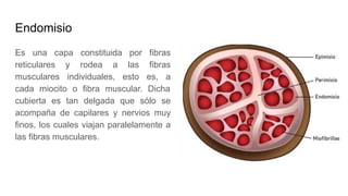 Endomisio
Es una capa constituida por fibras
reticulares y rodea a las fibras
musculares individuales, esto es, a
cada miocito o fibra muscular. Dicha
cubierta es tan delgada que sólo se
acompaña de capilares y nervios muy
finos, los cuales viajan paralelamente a
las fibras musculares.
 
