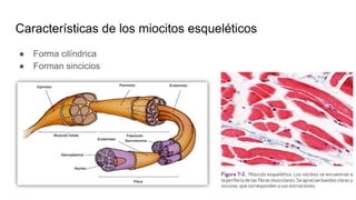 Características de los miocitos esqueléticos
● Forma cilíndrica
● Forman sincicios
 