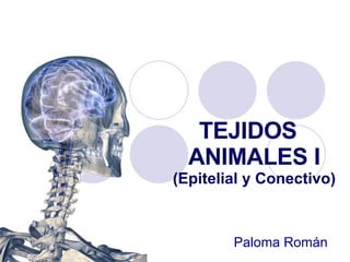 TEJIDOS  ANIMALES I (Epitelial y Conectivo) Paloma Román   